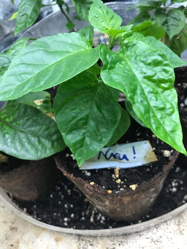 pepper plant