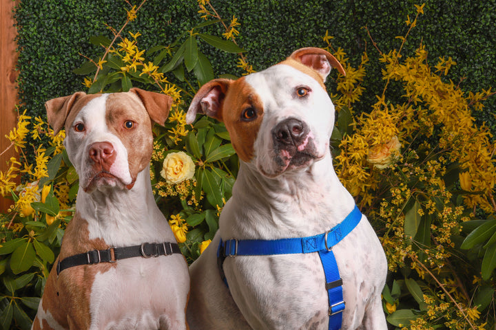 picture of dogs