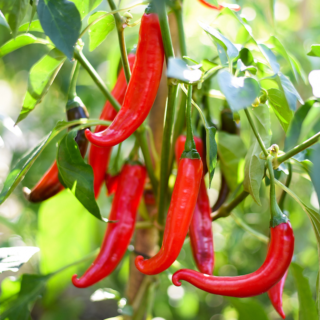 Cayenne Chili Powder